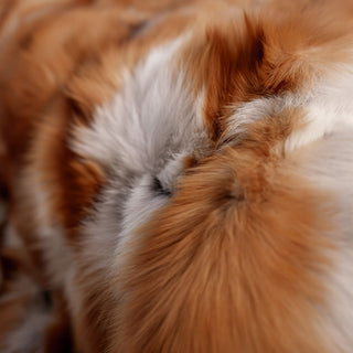 Red Fox Fur Blanket